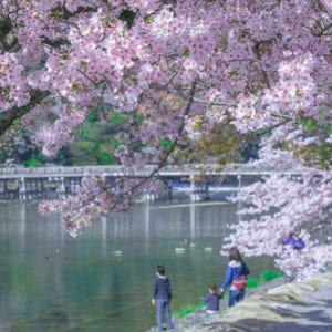 일본 아라시야마 & 금각사 & 나라공원 일일 투어 (오사카/교토 출발) 솔직 후기 | 실사용자 리뷰 분석 - 상품 이미지 1