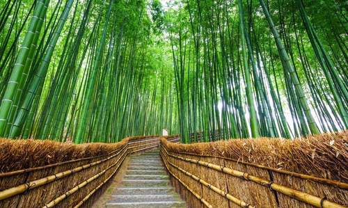 일본 아라시야마 & 금각사 & 나라공원 일일 투어 (오사카/교토 출발) 이미지 2