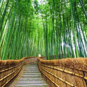 일본 아라시야마 & 금각사 & 나라공원 일일 투어 (오사카/교토 출발) 솔직 후기 | 실사용자 리뷰 분석 - 상품 이미지 2