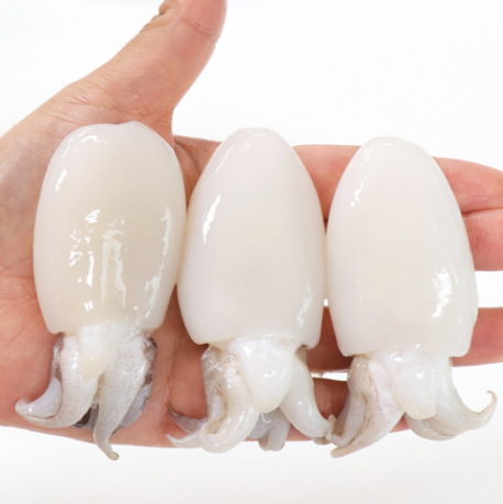 미니 갑오징어 2.16kg 6미 9미 12미 베이비이까 업소용 짬뽕용 볶음용