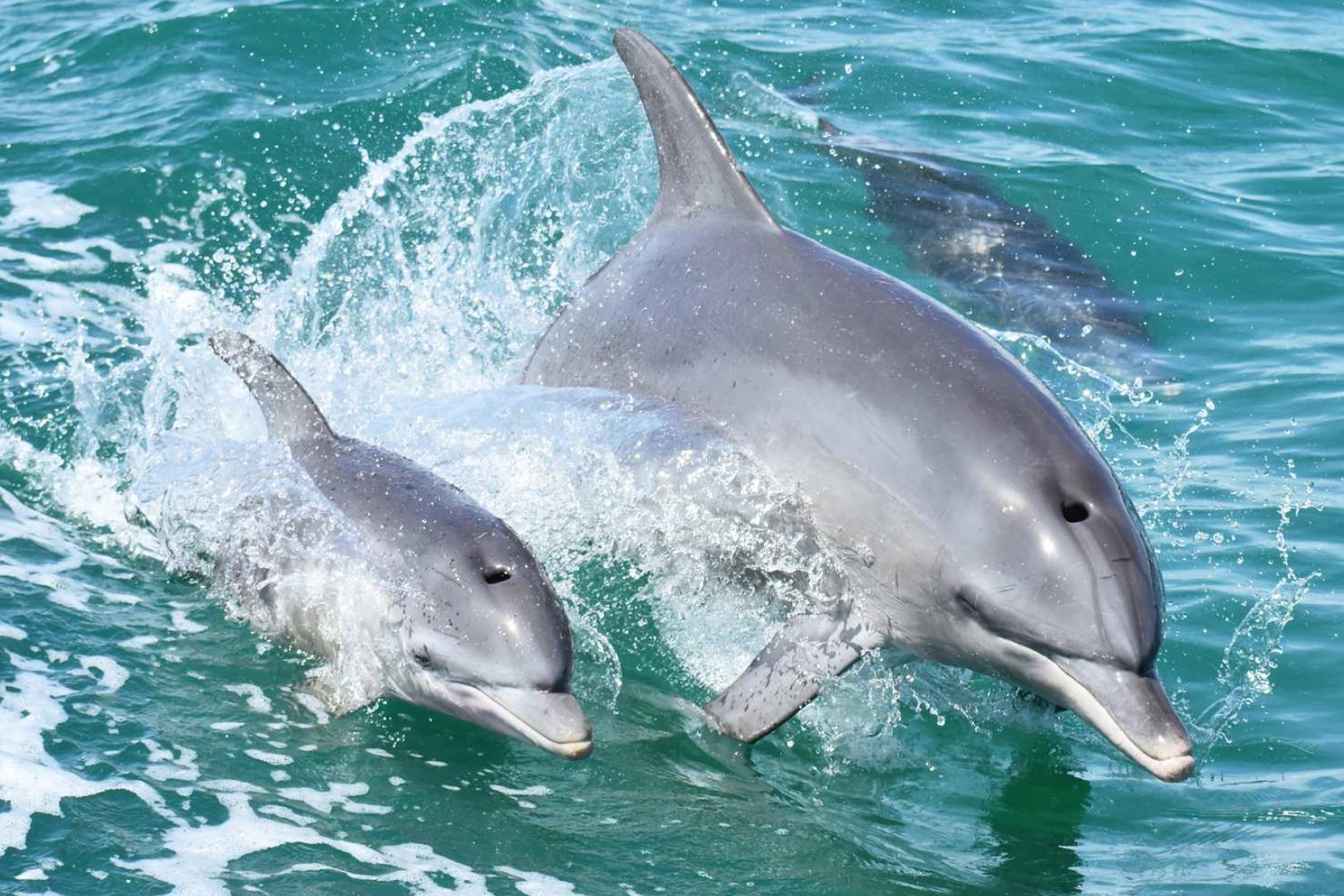 서호주 맨두라 돌고래 크루즈 & 뷰 투어