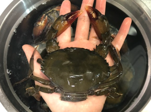 소프트쉘크랩 900g 10미 13미 (껍질얇은 톱날꽃게, 푸팟퐁커리 머드크랩)