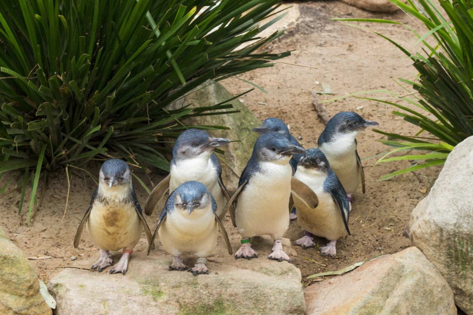 호주 멜버른  퍼핑 빌리 & 펭귄 야생동물 일일 투어 이미지 4