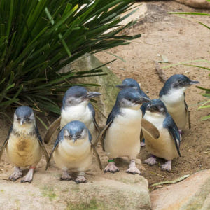 호주 멜버른  퍼핑 빌리 & 펭귄 야생동물 일일 투어 솔직 후기 | 실사용자 리뷰 분석 - 상품 이미지 4