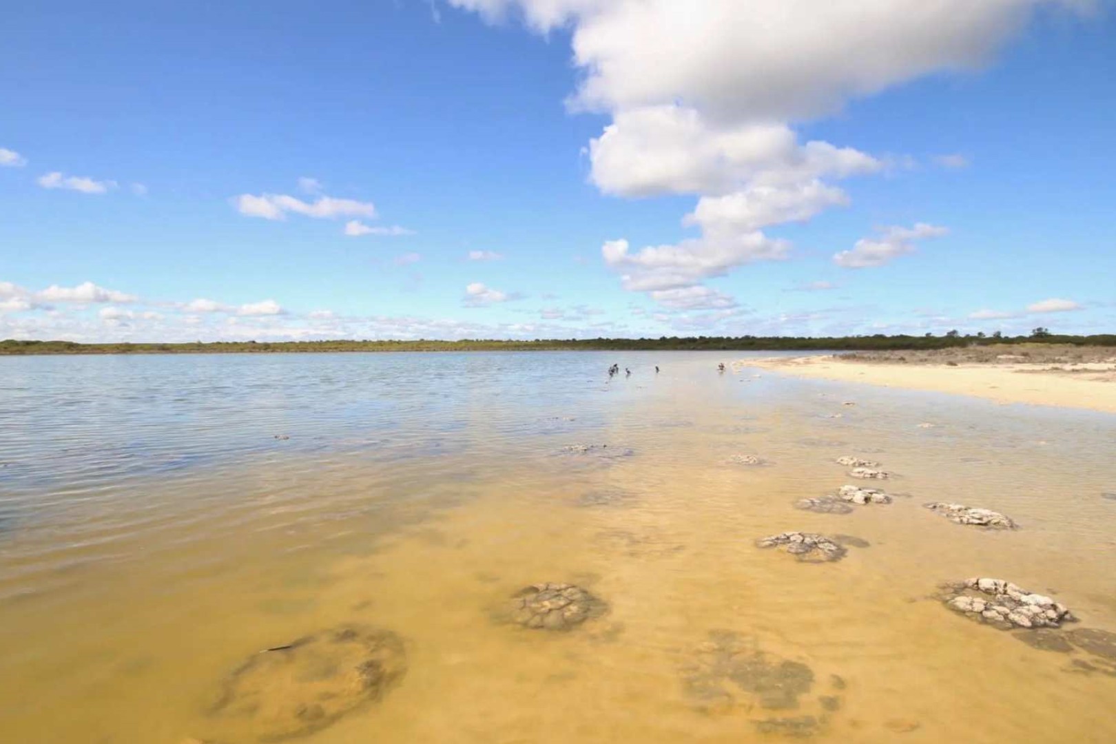 호주 퍼스에서 출발하는 피너클스 랍스터 & 라벤더 일일 투어 | 웨스턴 오스트레일리아 이미지 3