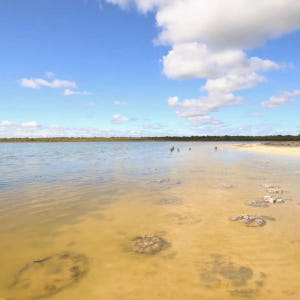 호주 퍼스에서 출발하는 피너클스 랍스터 & 라벤더 일일 투어 | 웨스턴 ... 솔직 후기 | 실사용자 리뷰 분석 - 상품 이미지 3