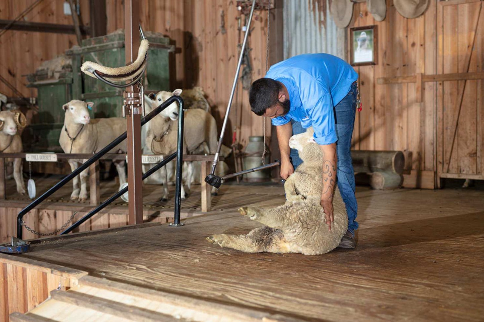 호주 골드코스트 파라다이스 농장 마술공연 입장권 이미지 4