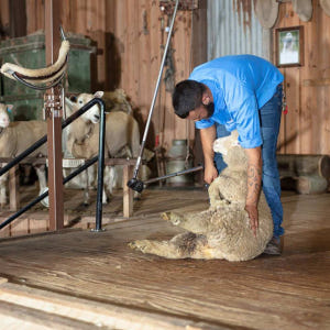호주 골드코스트 파라다이스 농장 마술공연 입장권 솔직 후기 | 실사용자 리뷰 분석 - 상품 이미지 4