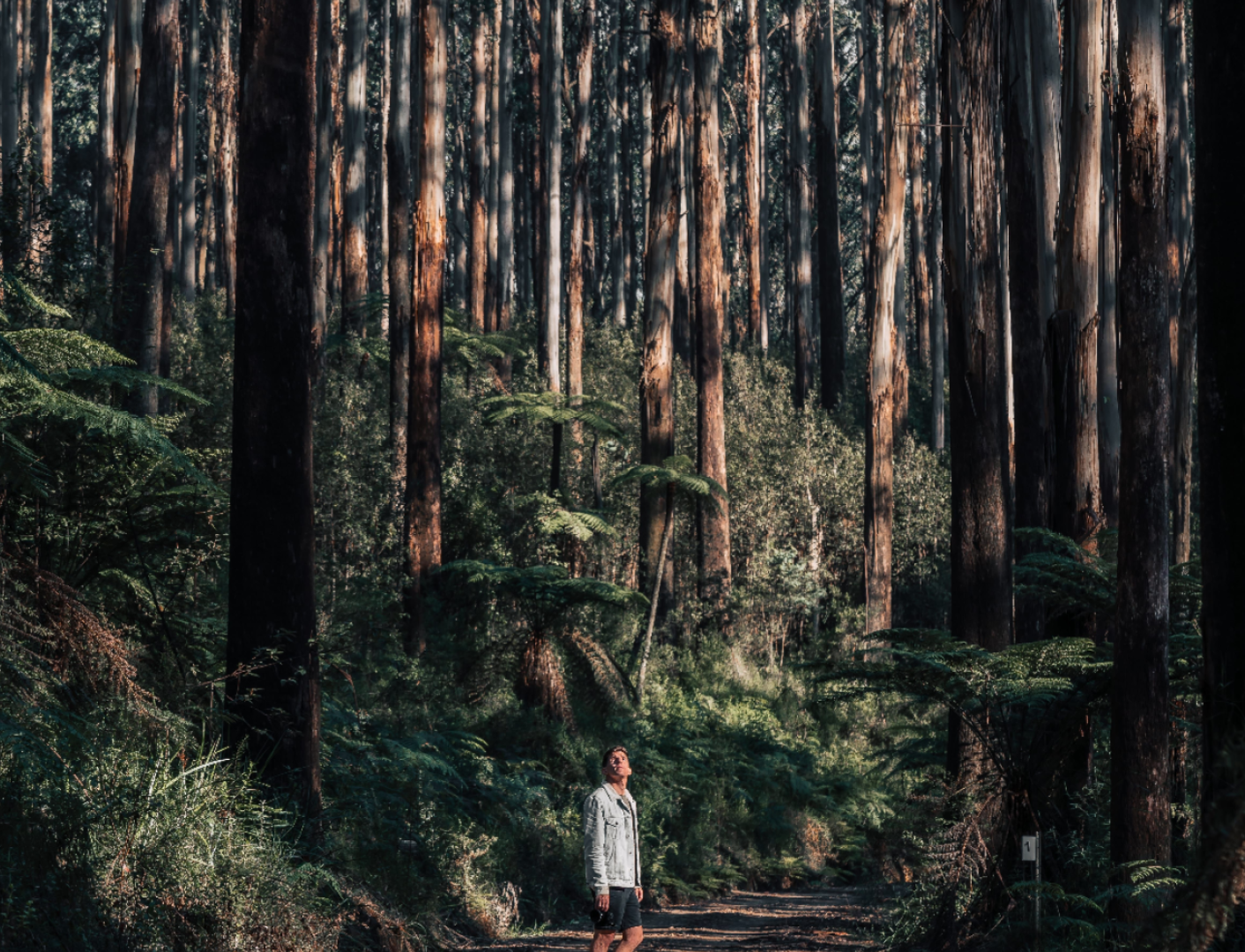 호주 멜버른  퍼핑 빌리 & 펭귄 야생동물 일일 투어 이미지 3
