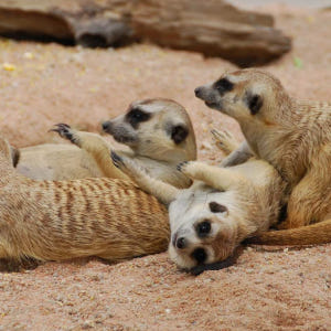 호주 골드코스트 파라다이스 농장 마술공연 입장권 솔직 후기 | 실사용자 리뷰 분석 - 상품 이미지 2