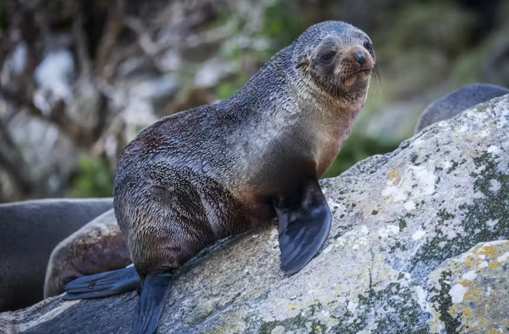 뉴질랜드 퀸스타운 출발 밀포드 사운드 코치 앤 크루즈 투어 이미지 4