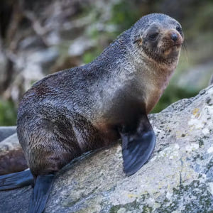 뉴질랜드 퀸스타운 출발 밀포드 사운드 코치 앤 크루즈 투어 솔직 후기 | 실사용자 리뷰 분석 - 상품 이미지 4