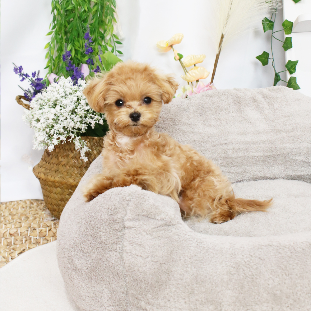 개과천선 웜티 강아지 소파 방석 사계절 고급 애견 극세사 사각 침대 고양이 견체공학적 - 상세 이미지 5