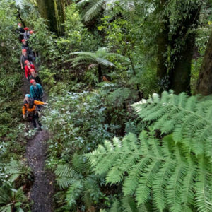뉴질랜드 로토루아 포레스트 짚라인 캐노피 투어 솔직 후기 | 실사용자 리뷰 분석 - 상품 이미지 1
