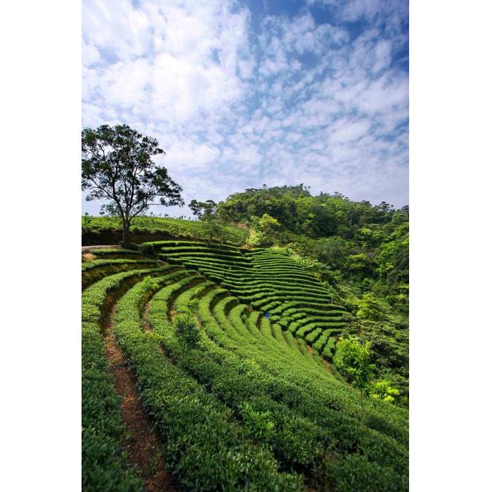대만 천섬 호수 & 핑린 차 농장 가이드 투어 (타이페이 출발) 이미지 2