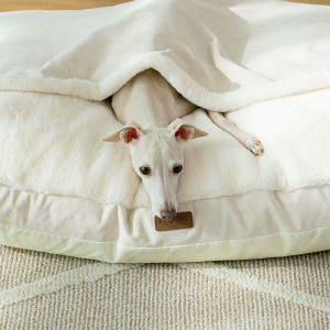 펫테일 컴피베드 캥거루 강아지 방석 이불 단모종 은나노 대형 침대 솔직 후기 | 실제 사용자 리뷰 총정리 - 상품 이미지 2