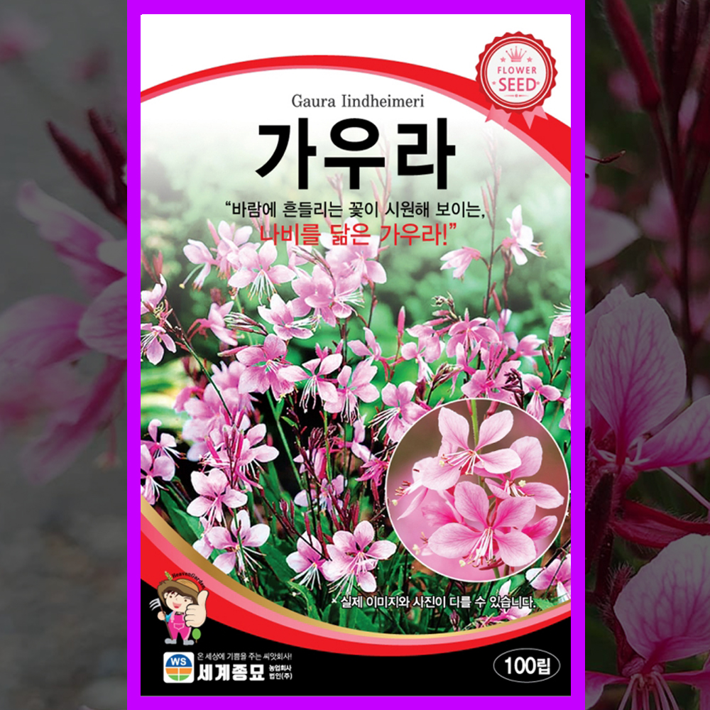 가우라 씨앗 100립 가우라꽃 씨 종자 3월 4월 봄 파종 꽃 키우기 - 상품 이미지