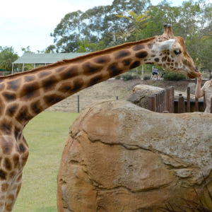 호주 동물원 & 야생동물 병원 티켓 솔직 후기 | 실사용자 리뷰 분석 - 상품 이미지 3