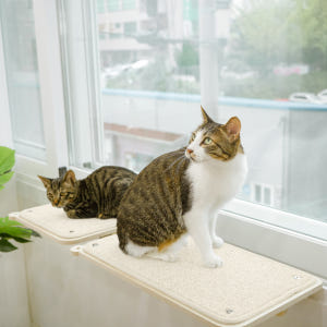 캣돌 고양이창문 해먹 창틀 윈도우 냥틀 소형 투명해먹 카펫미포함 3col... 솔직 후기 | 실제 사용자 리뷰 총정리 - 상품 이미지 1