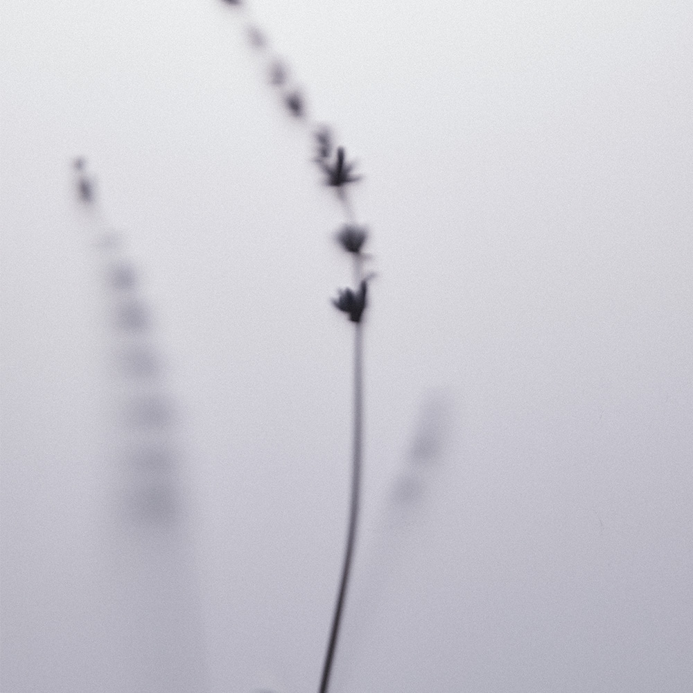 아로마티카 서렌 바디워시 라벤더 & 마조람 300ML 향좋은 바디워시 클렌져 샤워 젤