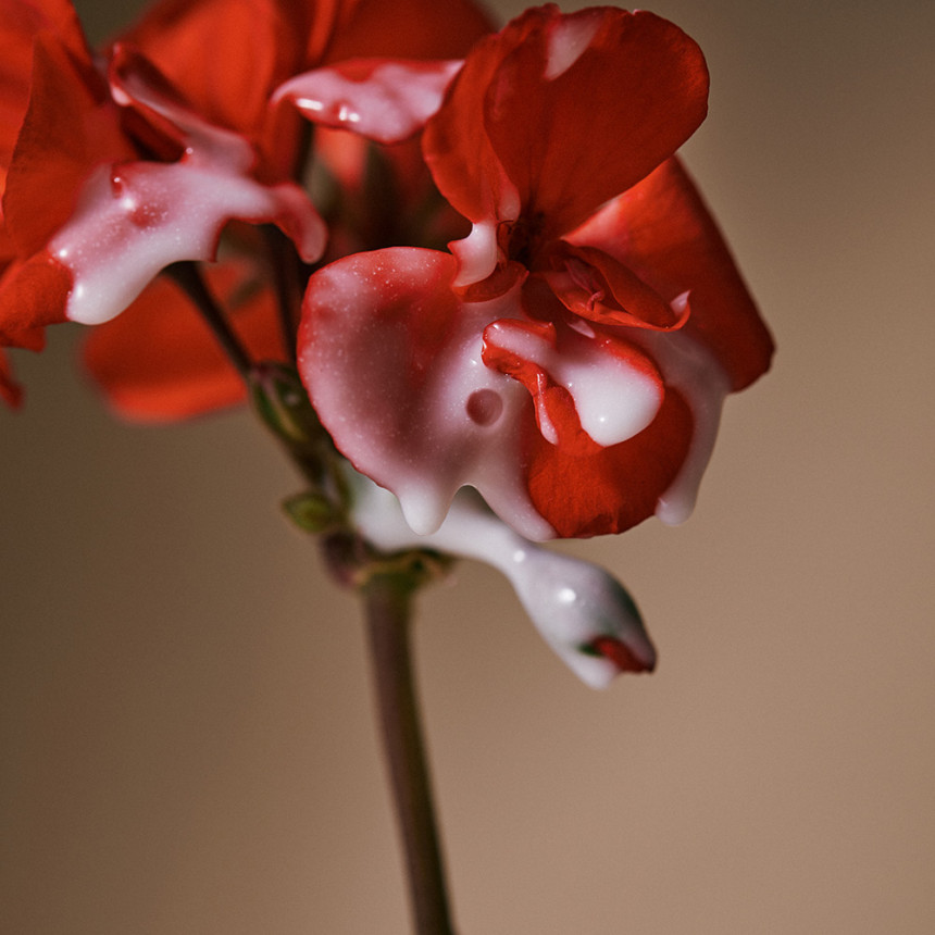 [LPP 단백질아로마티카 퀴노아 프로틴 헤어 앰플 100ML 트리트먼트 노워시 단백질 손상모 헤어크림 실리콘 FREE 사진 5