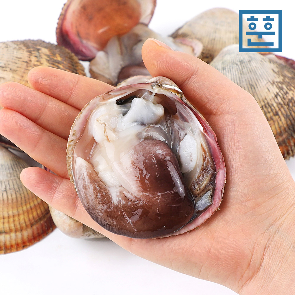 여수 자연산 제철 새조개 손질 500g 샤브샤브용 - 상품 이미지