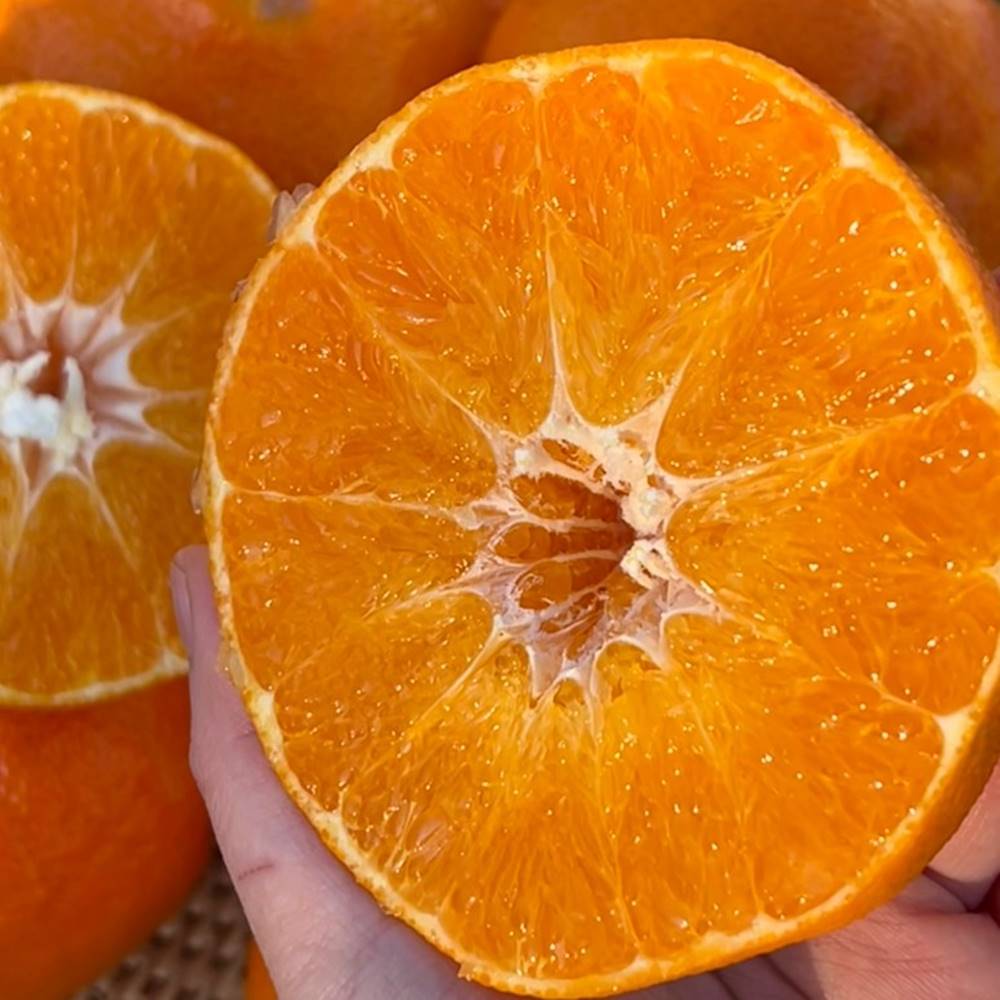 제주 레드향 고당도 3kg 5kg 선물용 가정용 프리미엄 선물세트 산지직송레드향 특대과 - 상세 이미지 3