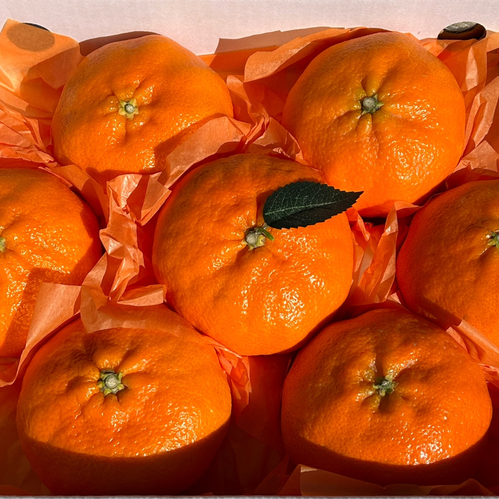 제주 레드향 고당도 3kg 5kg 선물용 가정용 프리미엄 선물세트 산지직송레드향 특대과 - 상세 이미지 5