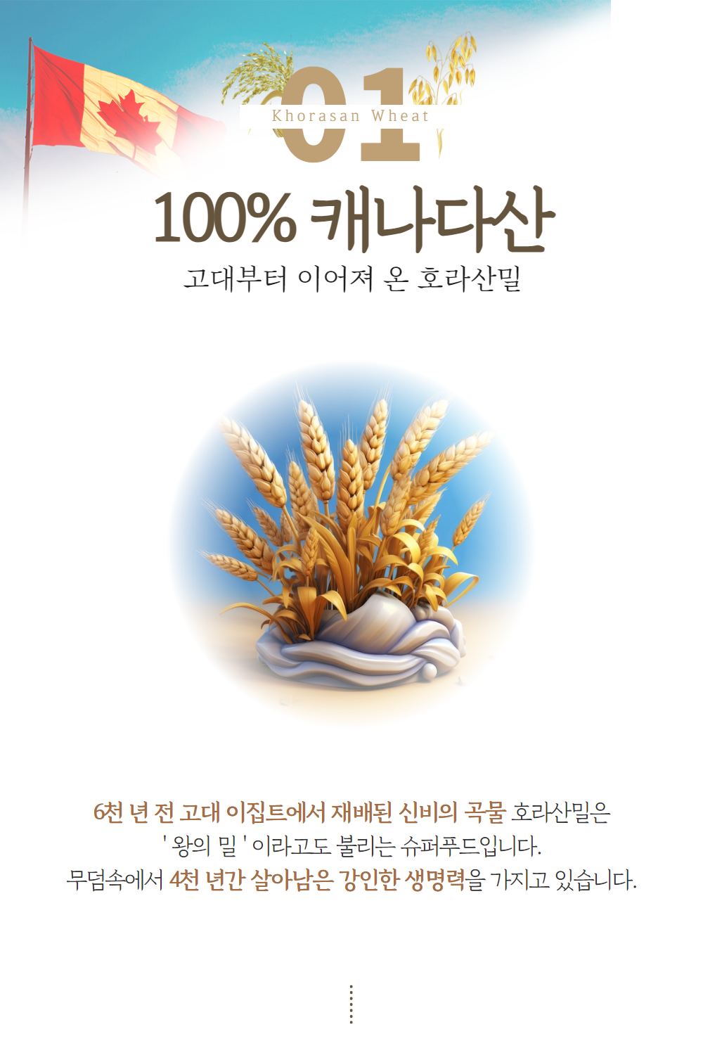 카무드 효소 카뮤트 카무트 호라산밀 추천 분말 가루 역가수치 브리오웰 60정, 6개 이미지 8