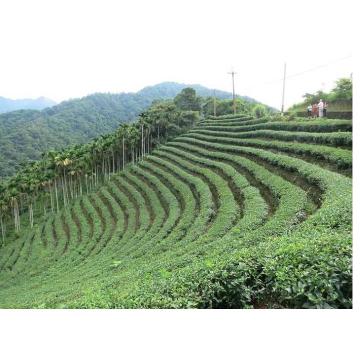 대만 타이페이에서 천 섬 호수와 핑린 차 농장 이미지 4