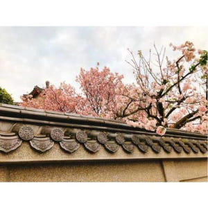 대만 타이베이: 가이드 벚꽃 일일 투어 솔직 후기 | 실사용자 리뷰 분석 - 상품 이미지 1