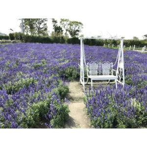 대만 타이페이 출발: 타이중 인스타그램 일일 투어 솔직 후기 | 실사용자 리뷰 분석 - 상품 이미지 3