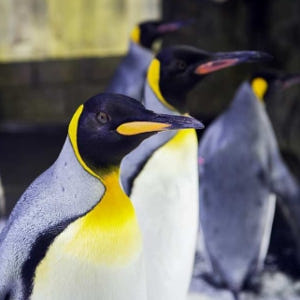 호주 시드니 SEA LIFE  아쿠아리움 입장권 솔직 후기 | 실사용자 리뷰 분석 - 상품 이미지 2