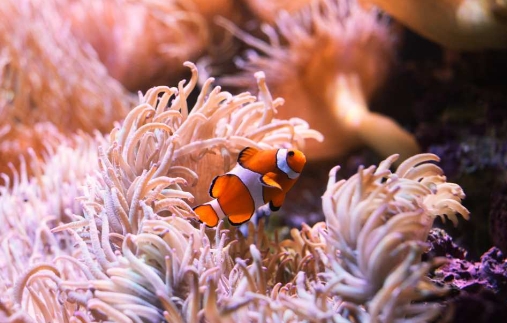 호주 시드니 SEA LIFE  아쿠아리움 입장권 이미지 3