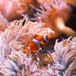 호주 시드니 SEA LIFE  아쿠아리움 입장권 솔직 후기 | 실사용자 리뷰 분석 - 상품 이미지 3