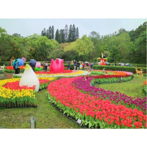 대만 타이베이: 가이드 벚꽃 일일 투어 솔직 후기 | 실사용자 리뷰 분석 - 상품 이미지 4