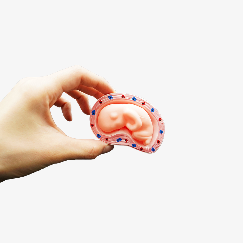 태아 모형 자궁 산부인과 임신 인체 해부학 - 상세 이미지 5