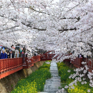 KTX 봄꽃 진해 군항제&부산 시티투어 1박2일 기차여행 (국내 봄여행 ... 솔직 후기 | 실사용자 리뷰 분석 - 상품 이미지 4