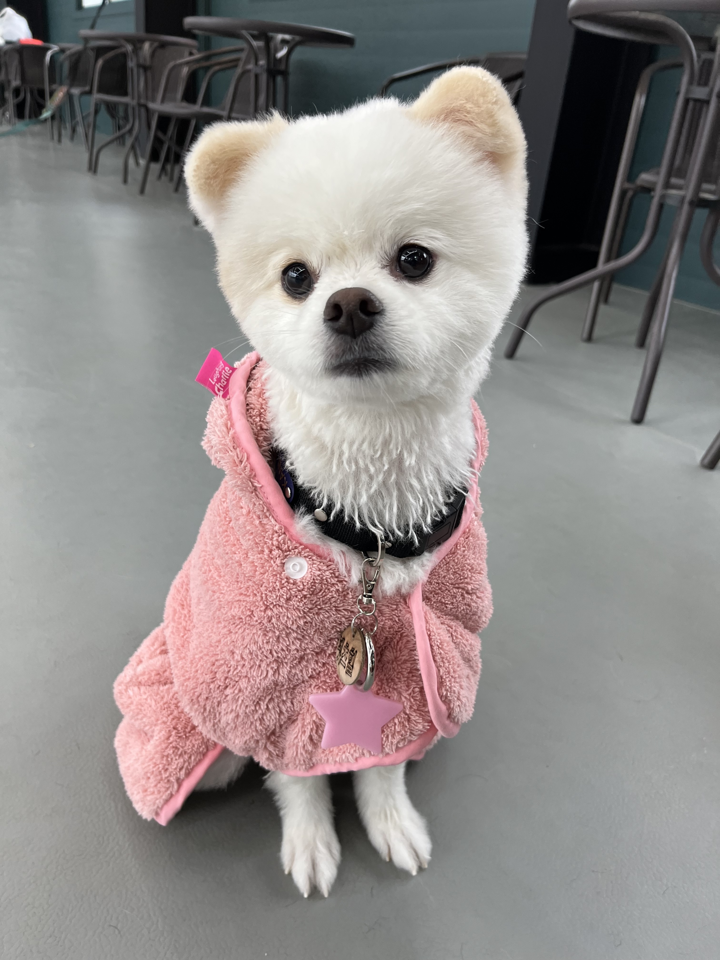 [바른펫] 야광 실리콘 강아지 진드기 퇴치 목걸이 - 상세 이미지 2