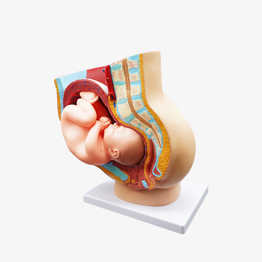 태아 모형 자궁 산부인과 임신 인체 해부학 - 상세 이미지 2