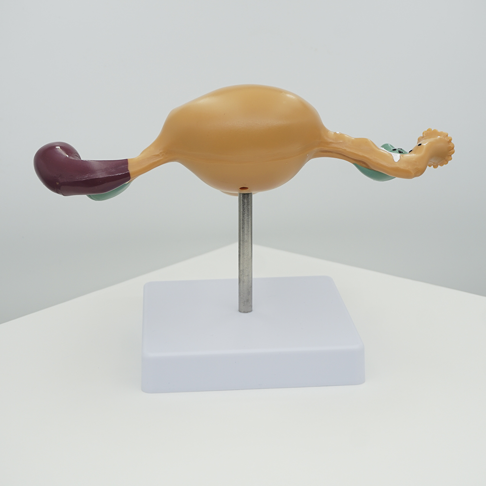여성 생식기 모형 여자 해부학 인체 해부 자궁 신체 이미지 7