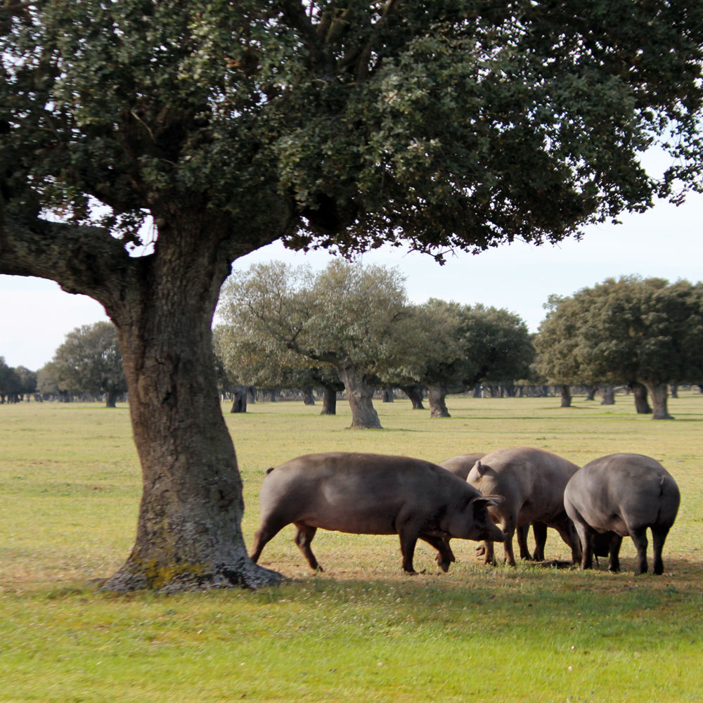 하몬 AlmAmigos 프리미엄 스페인 하몽 이베리코 세보 머신커팅 80g 생햄 와인안주 대표 이미지