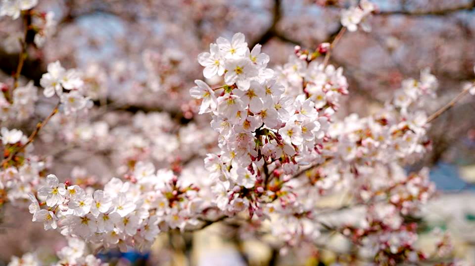 KTX 봄꽃 진해 군항제&부산 시티투어 1박2일 기차여행 (국내 봄여행 코레일 패키지) 이미지 2