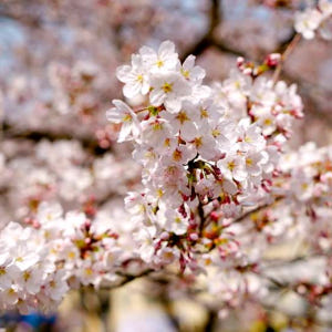 KTX 봄꽃 진해 군항제&부산 시티투어 1박2일 기차여행 (국내 봄여행 ... 솔직 후기 | 실사용자 리뷰 분석 - 상품 이미지 2