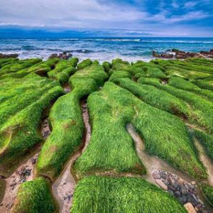 대만 타이페이 펀 패스 (교통편 패스 / 타오위안 공항 수령) 솔직 후기 | 실사용자 리뷰 분석 - 상품 이미지 4