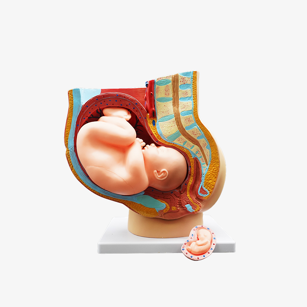 태아 모형 자궁 산부인과 임신 인체 해부학 - 상품 이미지