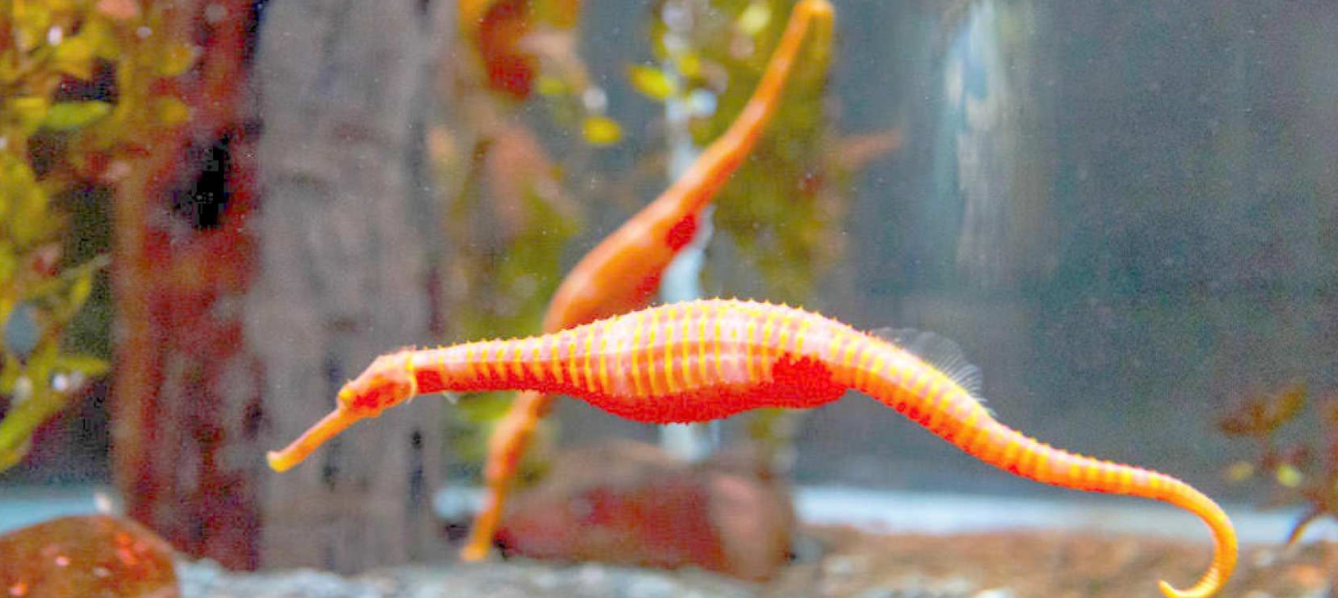 뉴질랜드 오클랜드 해양 생물 켈리 탈튼 수족관 일반 입장권 이미지 2