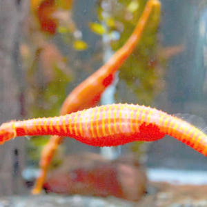 뉴질랜드 오클랜드 해양 생물 켈리 탈튼 수족관 일반 입장권 솔직 후기 | 실사용자 리뷰 분석 - 상품 이미지 2