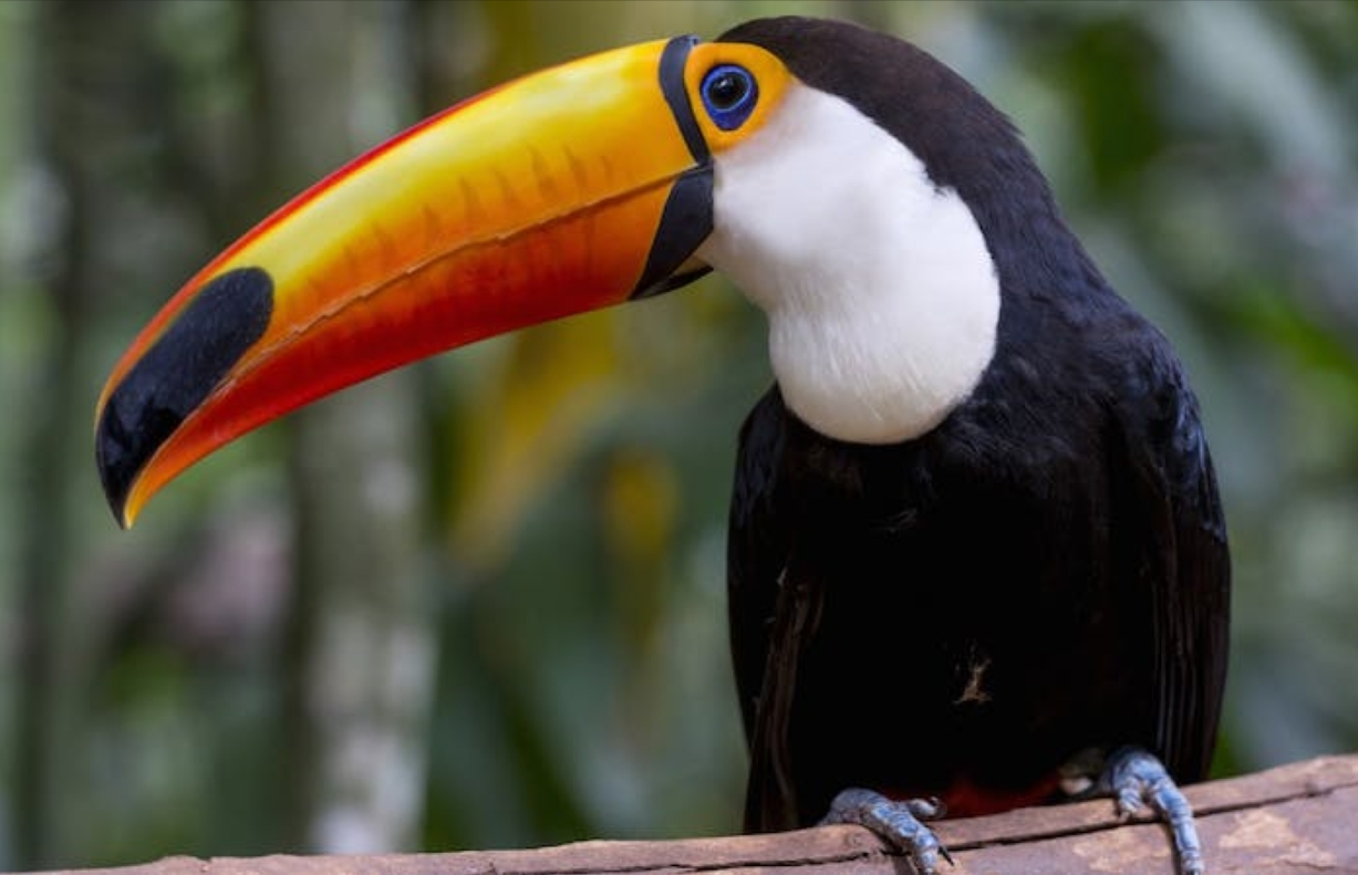 브라질  리우데자네이루 Botanical garden guided tou... 솔직 후기 | 실사용자 리뷰 분석 - 대표 이미지