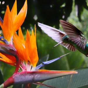 브라질  리우데자네이루 Botanical garden guided tou... 솔직 후기 | 실사용자 리뷰 분석 - 상품 이미지 4